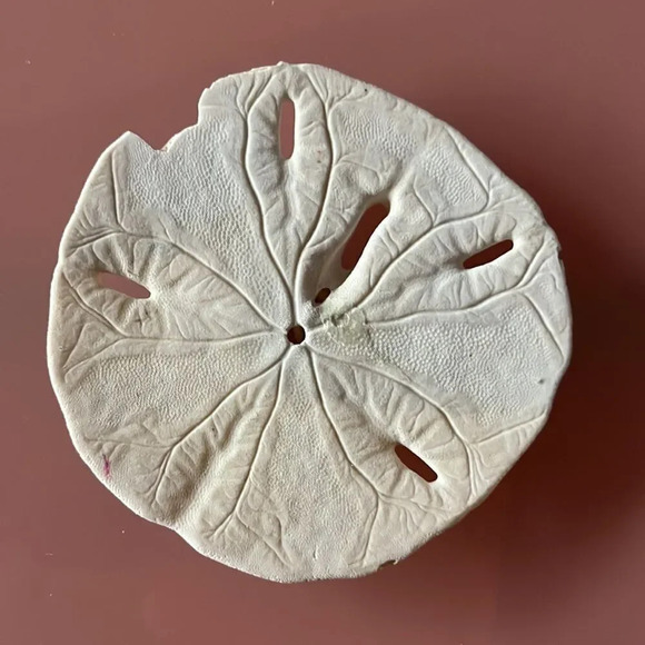 🔥4/$20 Imperfect Sand Dollar - Picture 2 of 2